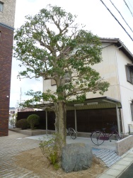 植栽02